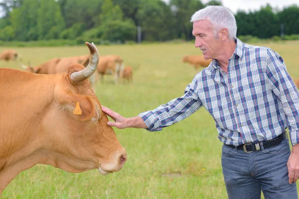 Rolnik, dotykając byka — Zdjęcie stockowe