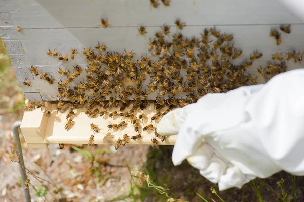 Рука указывает на пчёл в улье — стоковое фото