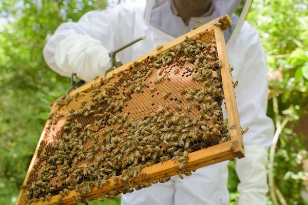 Bienenschwarm auf Rahmen — Stockfoto