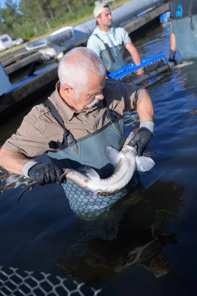 Senior man caught a beautiful sturgeon — Stock Photo, Image