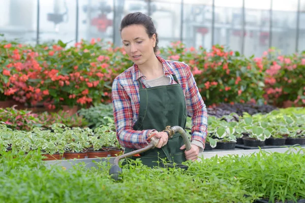 Öntözés kerti növények női munkavállaló — Stock Fotó