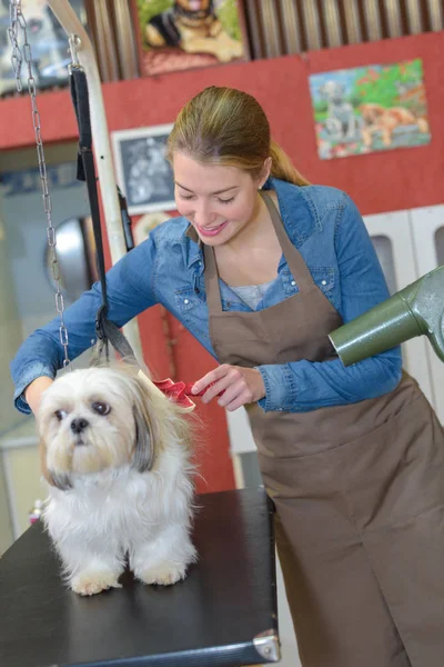 漂亮的金发狗狗美容师在工作 — 图库照片