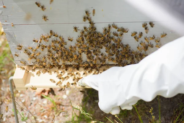 Apicultor acercándose a colmena y abeja —  Fotos de Stock