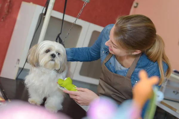 Mulher e cão no salão de pet grooming — Fotografia de Stock