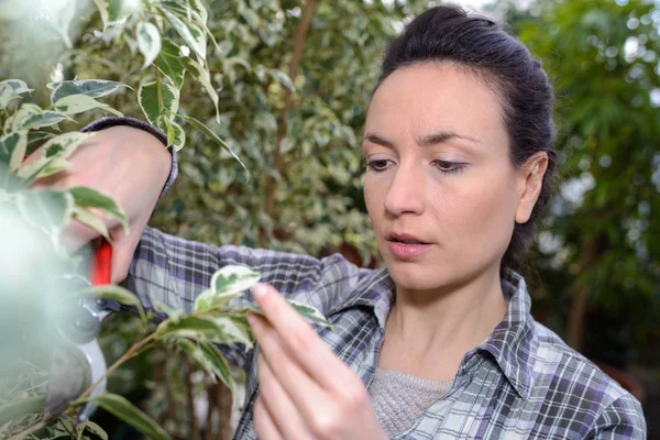 Metszés női Kertész üvegházhatást okozó növények — Stock Fotó