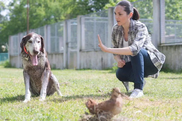 猎狐犬享受水的运动图片 — 图库照片