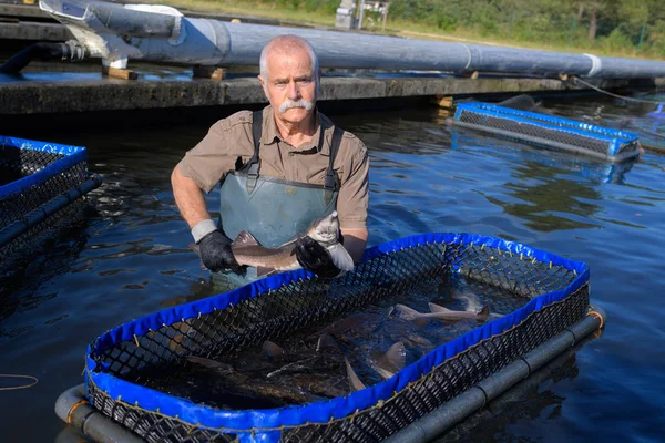 Senior Mann Wasser Mit Eingeschlossenem Fischgehege — Stockfoto