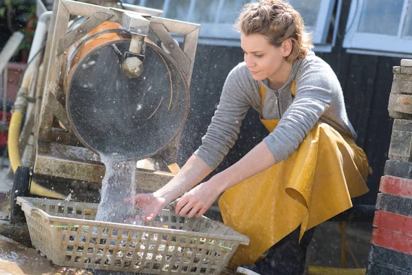 Mujer Lavando Ostras Una Cesta —  Fotos de Stock