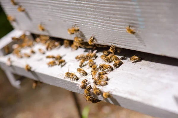 Μέλισσες Μια Κυψέλη — Φωτογραφία Αρχείου