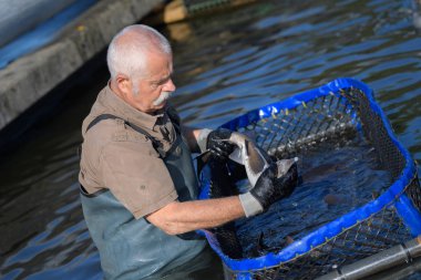 hatchery worker netting kokanee salmon clipart