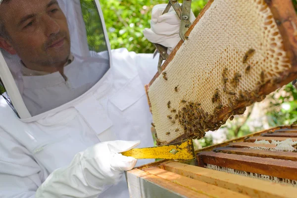 Beekeeping Yard — Stock Photo, Image