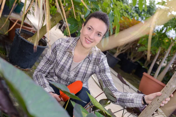 Giardiniere Femminile Sorridente Durante Ispezione Foglie Serra — Foto Stock