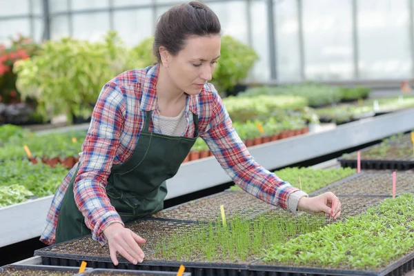 Werkneemster Het Verzorgen Van Planten — Stockfoto