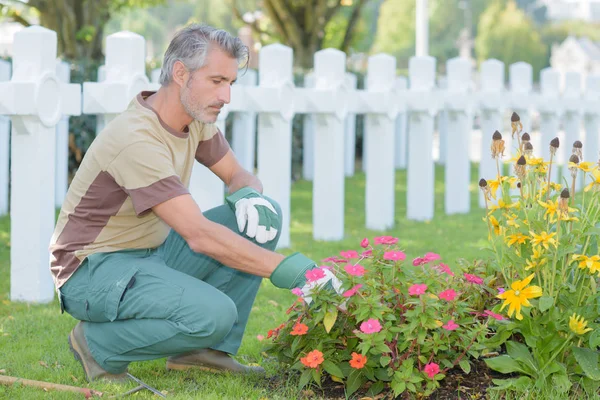 Homem Cuidando Flores Cemitério — Fotografia de Stock