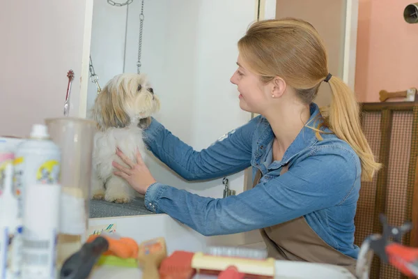 Niedlicher Kleiner Hund Pflegesalon — Stockfoto