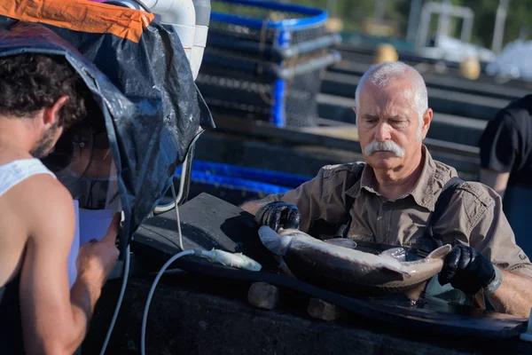 Комерційний Рибалка Тримає Рибу — стокове фото