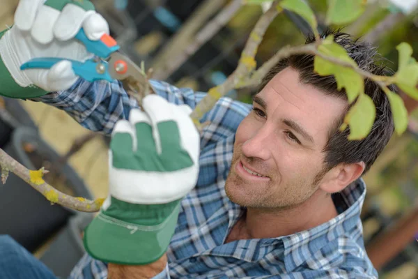 Recortar Planta Trabajo — Foto de Stock