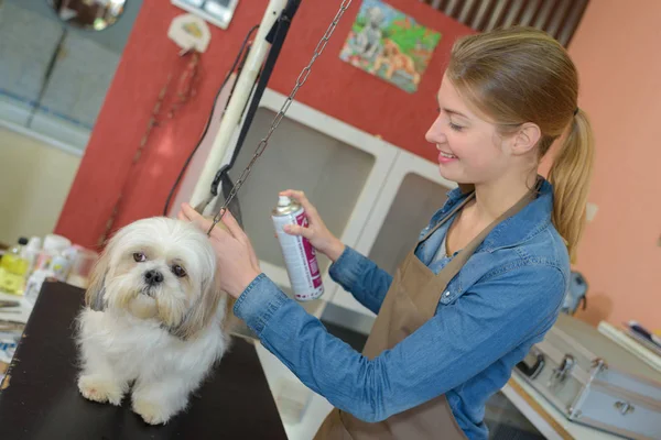 Toiletteuse Pour Chien Utilisant Aérosol Pulvérisation — Photo