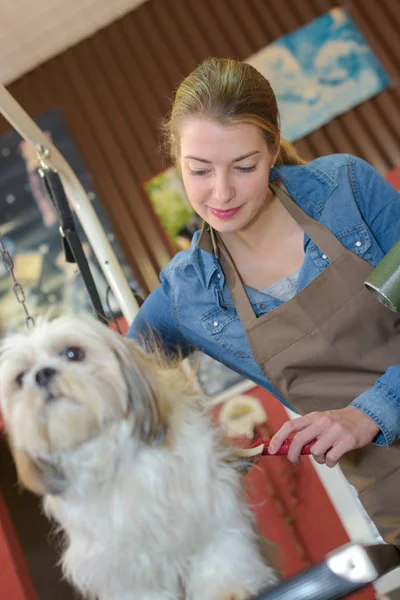 Köpeğin Kat Kesme — Stok fotoğraf