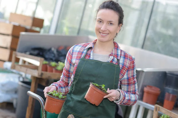 Kvinnliga Arbetare Garden Center Håller Krukväxter — Stockfoto