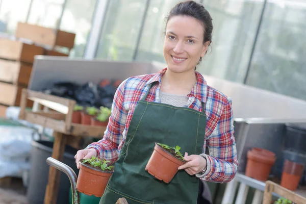 Trabajadora Centro Jardinería Con Plantas Maceta — Foto de Stock