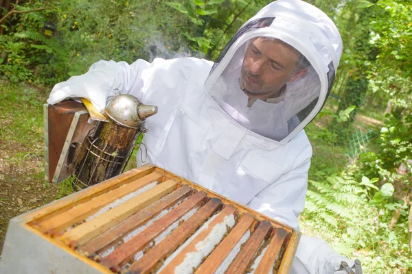 Vztekat Včely Včelařství — Stock fotografie
