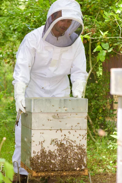 Imker Mit Bienenstock Und Imker — Stockfoto