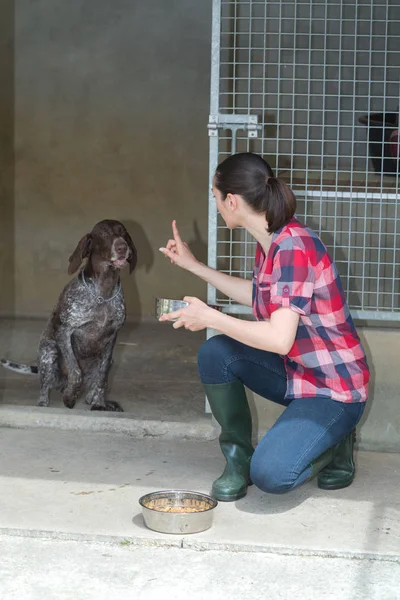 Dedicado Chica Entrenamiento Perro Kennel —  Fotos de Stock