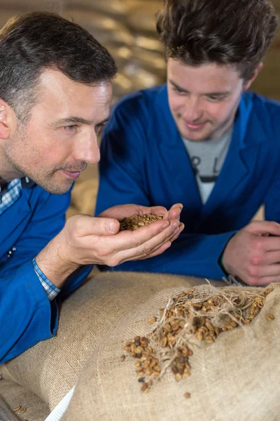 Aprendiz Cafetera Oliendo Frijoles Con Mentor — Foto de Stock