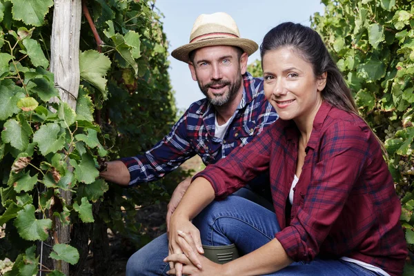 Hombre y mujer felices cosechando en viñedo — Foto de Stock