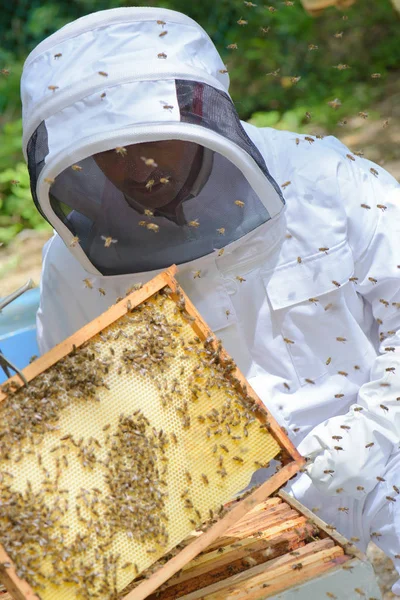 蜂蜜の収穫と人間 — ストック写真