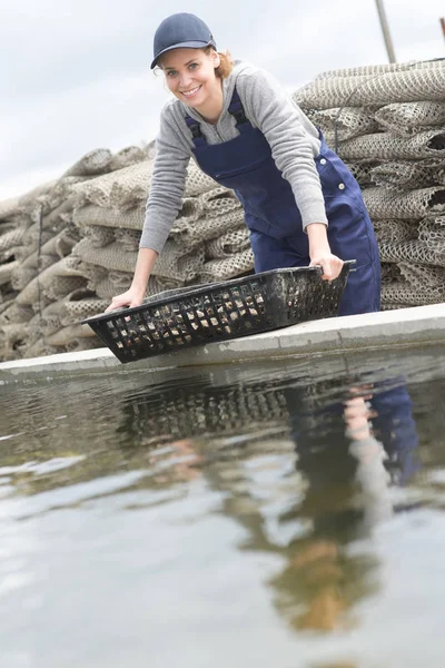 Устричный фермер чистит свою продукцию басином Даркашон региона Франции — стоковое фото