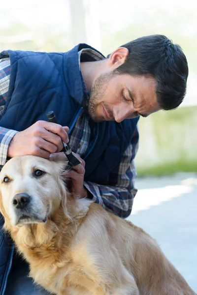 Profesionální veterinární lékaři vyšetřující psy uši — Stock fotografie