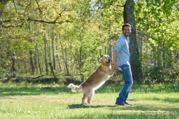 Altın retriever köpek ve resim — Stok fotoğraf