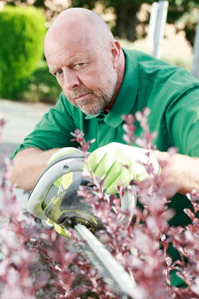 Volwassen geconcentreerde man snijden hedge — Stockfoto