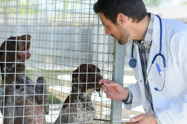 Vétérinaire chien de contrôle en cage — Photo