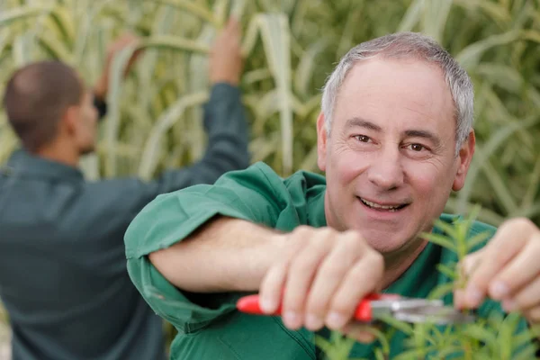 Hombre cortando un árbol en un parque — Foto de Stock