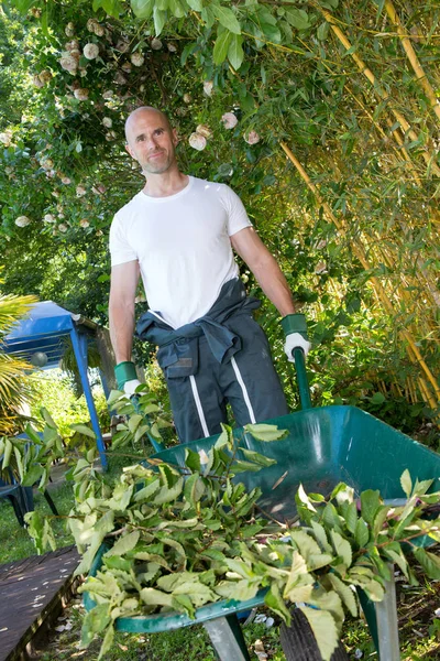 Jardineiro homem positivo em pé no quintal da árvore de uvas — Fotografia de Stock