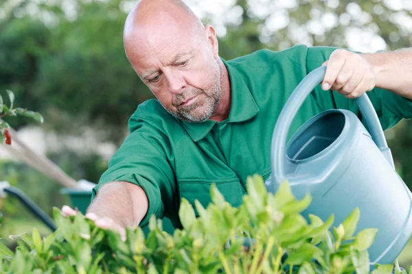 成熟的园丁浇水植物与浇水盆 — 图库照片