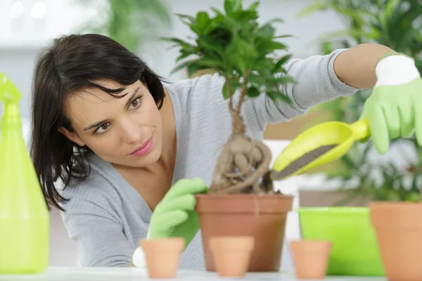 Femme plantant un bonsaï à la maison — Photo