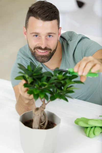 Cuidar de uma pequena árvore de bonsai ornamental — Fotografia de Stock