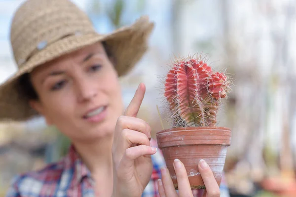Hermosa Dama Vivero Plantas Que Trabajan Plantas Cactus — Foto de Stock