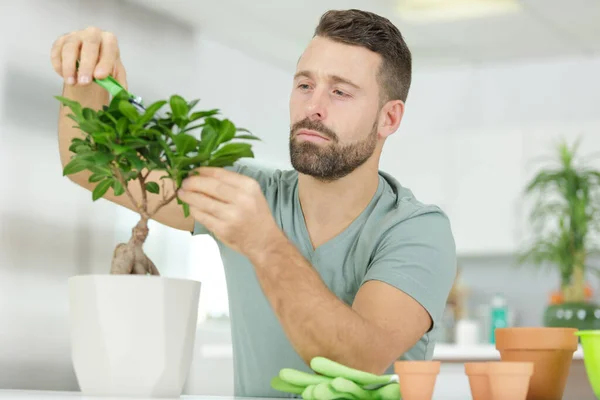 集中した男が盆栽を切り — ストック写真