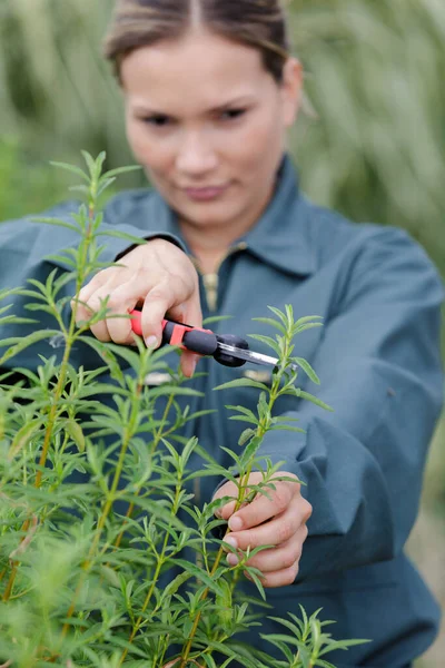 女人在花园里修剪带有切割机的灌木 — 图库照片