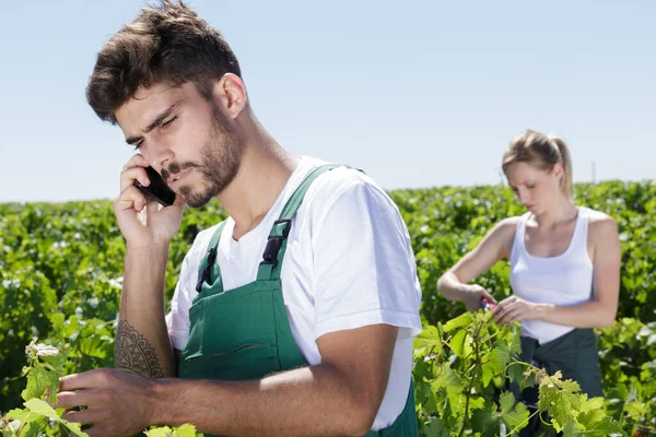 Homme Travaillant Dans Vignoble — Photo