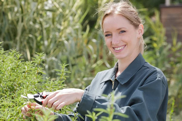 Vrouw Werkzaam Wijnmakerij — Stockfoto