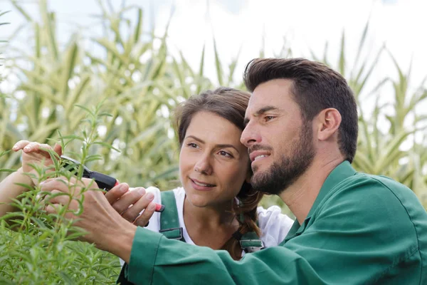 Samarbete Två Lantarbetare Trädgården — Stockfoto