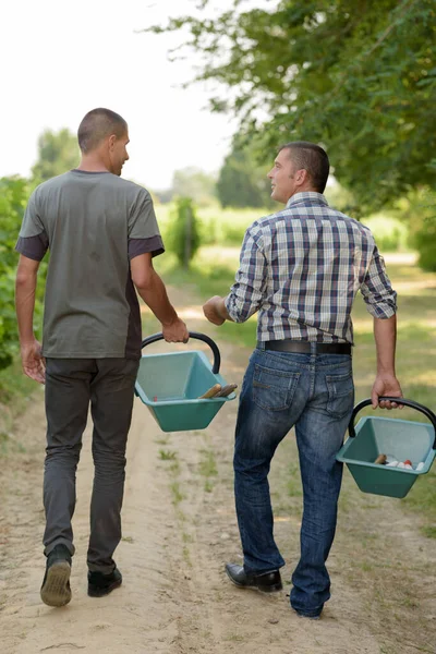 Weinbauern Gehen Mit Ihrem Korb — Stockfoto