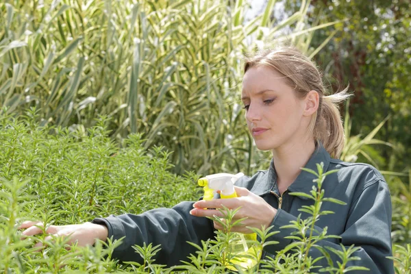 Jardinero Femenino Rociando Arbusto Aire Libre —  Fotos de Stock