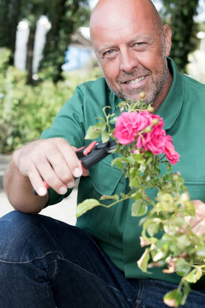 Ein Glücklicher Gärtner Schneidet Rosen — Stockfoto